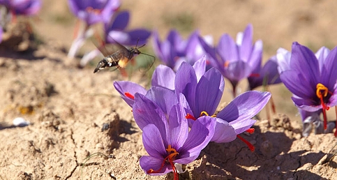 Yusuf Halıcıol'un Vizöründen Safran