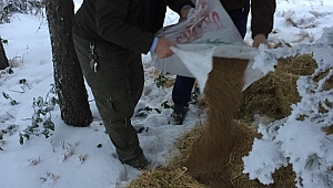 Karabük'te Yaban Hayvanları İçin Doğaya Yem Bırakıldı