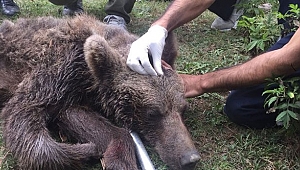 Durumu Ağırlaşan Ayı Bursa'ya Sevk Edildi