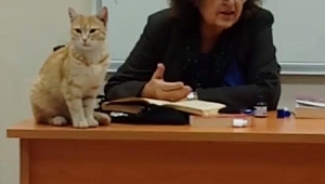KBÜ'de Kedilere Özgürlük
