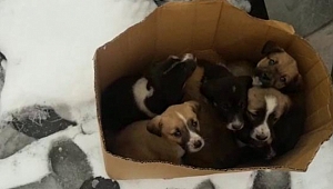 7 köpek yavrusu donmaktan kurtarıldı