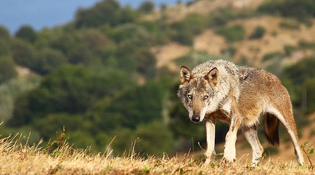 Doğaya Kurt Salındığı İddiası