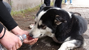 Çarptığı Köpeğin Başından Ayrılmadı