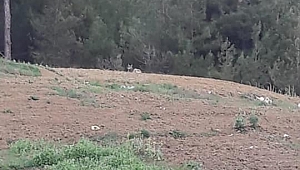 Karabük'te şehre inen kurt ortalığı karıştırdı