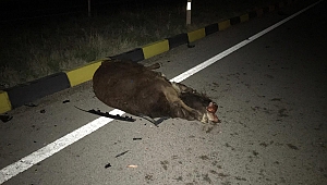 Yola çıkan inek kazaya neden oldu