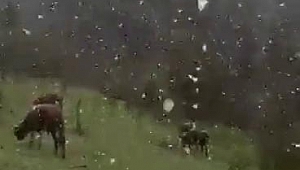 Mayıs ayında lapa lapa yağan kar şaşırttı