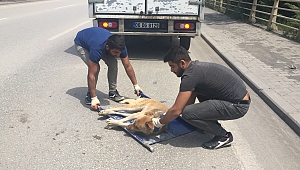 Sürücü çarptı kaçtı, vatandaş yaralı köpeğe sahip çıktı