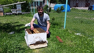 Kovandan çıkan arı kolonisi ağaçta toplandı