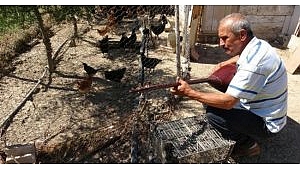 Bahçesinde ve kümesinde saz çalıyor!