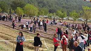 3. Safran Festivali