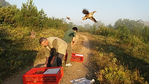 Doğaya Bin Adet Kınalı Keklik Salındı