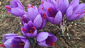 'Mucize bitki' çiçek açtı