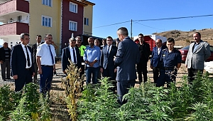 Vali Gürel Kenevir Tarlasında İncelemede Bulundu