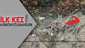 Nesli Tükenmekte Olan Vaşaklar Görüntülendi