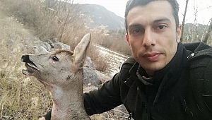 Aracın çarptığı karaca tedavi altına alındı