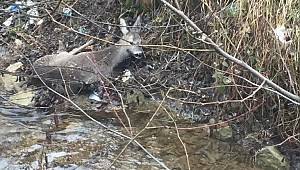 Karabük'te yaralı karaca tedavi altına alındı