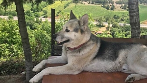 Kayıp köpeği bulana ödül!