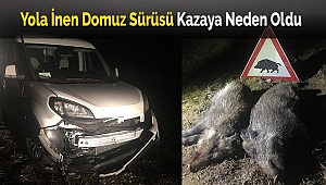Yola İnen Domuz Sürüsü, Kazaya Neden Oldu