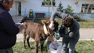 Ölüme terk edilen eşek tedavi altına alındı