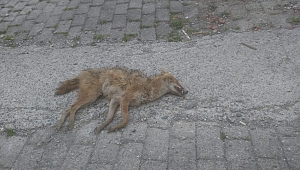 Karabük'te böyle vicdansızlık görülmedi!.