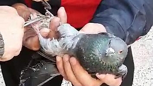 Ayakları ipe dolanan güvercini itfaiye ekipleri kurtardı