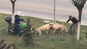 Safranbolu'da köpeklerin kavgasını çevredekiler ayırdı