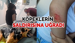 Başıboş köpekler genç kıza saldırıp ısırdı