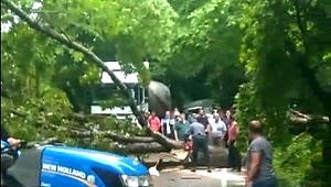 Devrilen ağaç kara yolunu ulaşıma kapattı