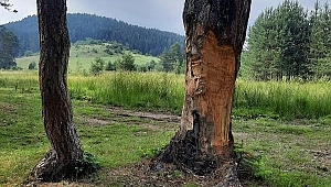 Çıra için çam ağaçlarını yonttular