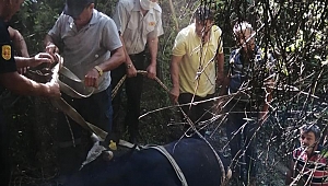 Kuyuya düşen dana, itfaiye ekipleri tarafından kurtarıldı