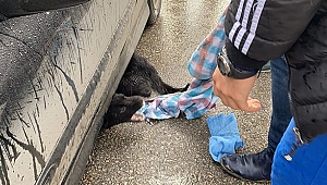 Çarptığı köpeği veterinere götürdü