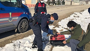 Kulaklı orman baykuşu tedaviye alındı