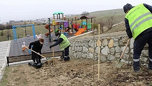 Safranbolu'da Parklara Bodur Meyve Ağaçları Dikiliyor