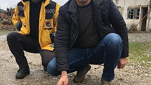 Yaralı şahin tedavi altına alındı