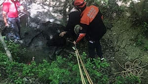 Çamura saplanan ineği AFAD kurtardı