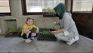Safranbolu Belediyesinden Ata (domates) Fidesi
