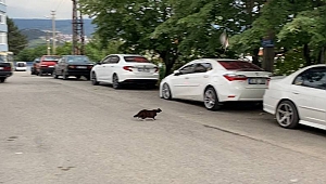 Kargalar kediye böyle saldırdı