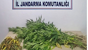 Karabük'te izinsiz kenevir ekimine 2 tutuklama
