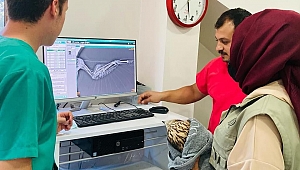 Yaralı kuş tedavi altında