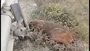 Başı teneke kutuya sıkışan köpek ile demir bariyerlere sıkışan karaca kurtarıldı
