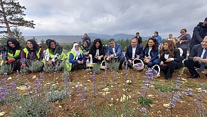 Safranbolu Tıbbi ve Aromatik Bitki Şehri Bölgeye Yeni Değer Katıyor