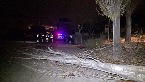 Ağaçlar devrildi, elektrik telleri koptu