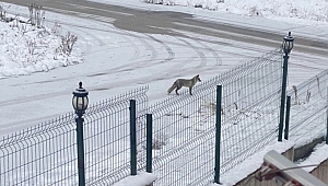 Tilkiler kent merkezini 'mesken tuttu'