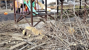 Karabük'te park içinde ağaç kesilmesine tepki