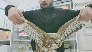 Şahinin kanadını evcilleştirmek için kesmişler