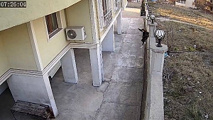 Köpeklerin saldırısından son anda kaçabildi!