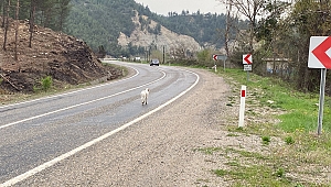 Karabük'te yola çıkan köpek kazaya neden oldu: 4 yaralı