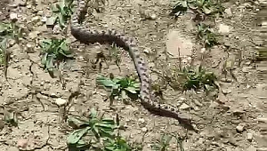 Safranbolu'da görüldü! Kafkas burunlu yılan...