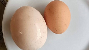 Bu tavuk diğerlerinden çok farklı