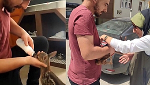 Bulduğu yavru karacayı biberonla besleyip, ekiplere teslim etti